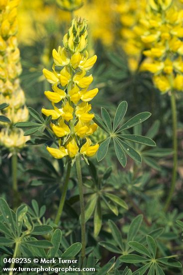 Lupinus croceus