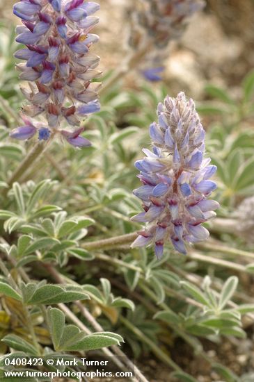 Lupinus lepidus var. ashlandensis