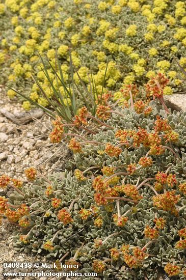 Cushion Buckwheat (female fgnd, male bkgnd)