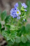Showy Jacob's Ladder blossoms & foliage