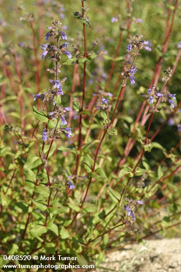 Siskiyou Penstemon