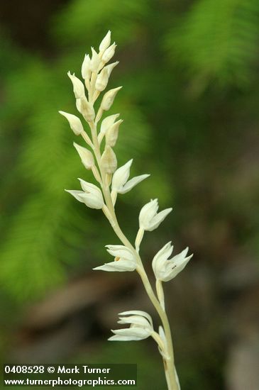 Phantom Orchid blossoms