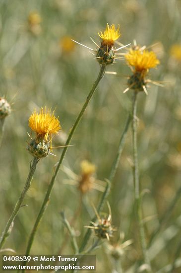 Yellow Star Thistle blossoms