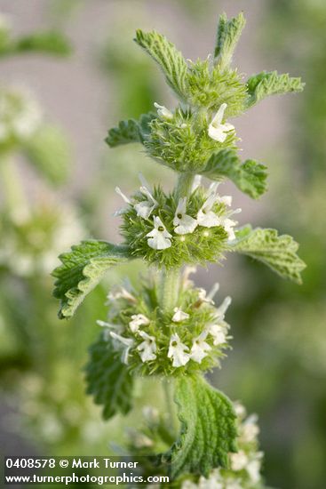 Marrubium vulgare