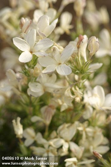 Granite Gilia blossoms & foliage detail