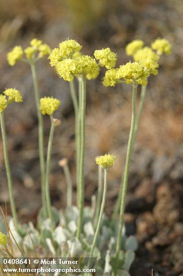 Blue Mountain Buckwheat