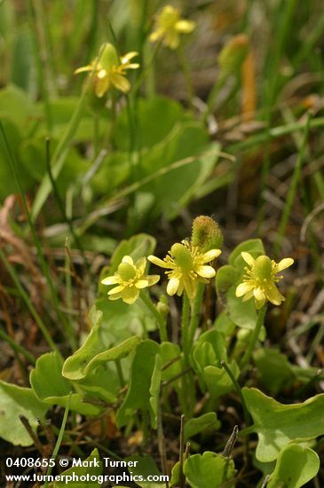 Shore Buttercup