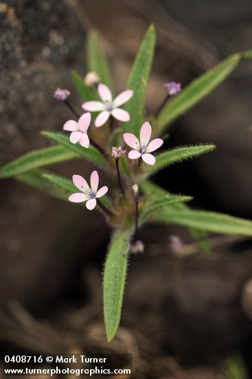 Navarretia sinistra