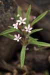 Navarretia sinistra