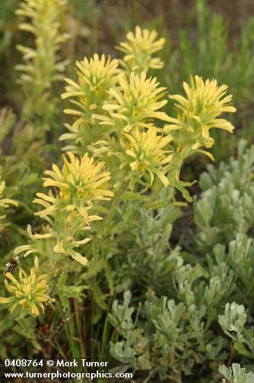 Castilleja applegatei var. pinetorum