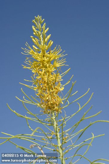 Prince's Plume blossoms against blue sky