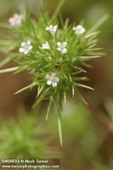 Mountain Navarretia blossoms & foliage detail