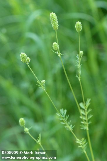 Poteridium annuum