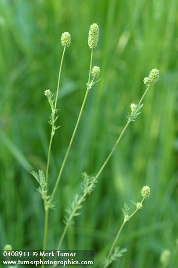Poteridium annuum
