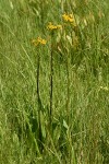 Umatilla County, Oregon