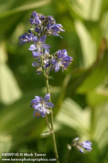 Western Jacob's Ladder