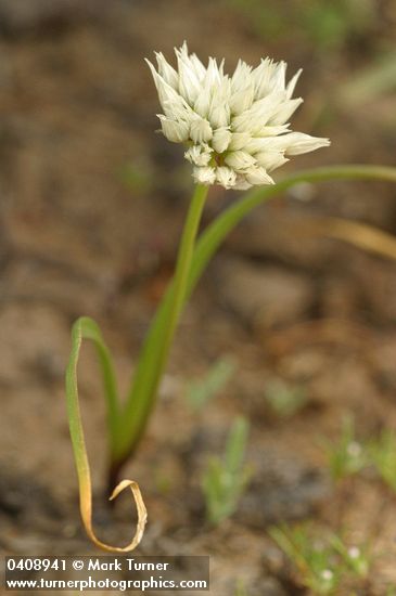 Brandegee's Onion