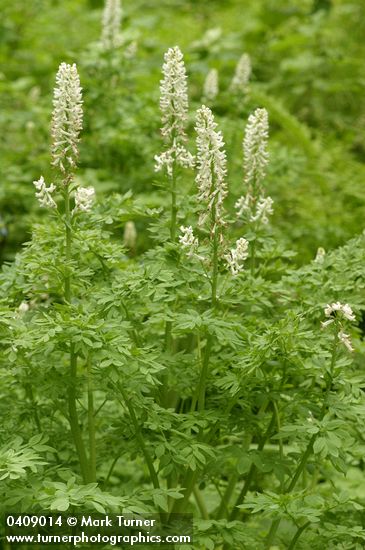 Sierra Corydalis