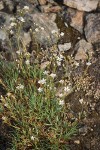 Eremogone aculeata