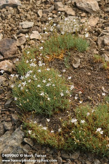 Prickly Sandwort