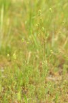 Western Burnet
