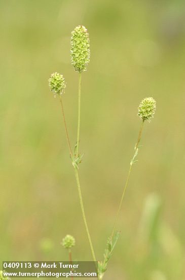 Poteridium annuum