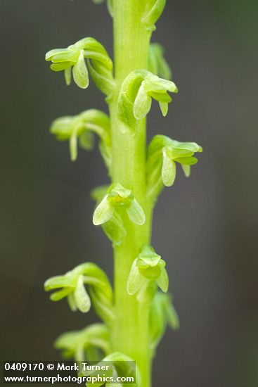 Platanthera unalascensis