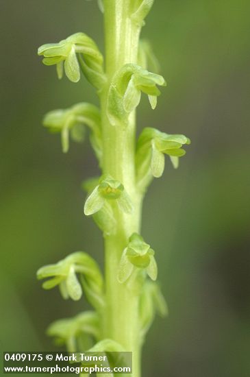 Platanthera unalascensis