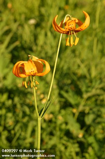 Wiggins Lily blossoms