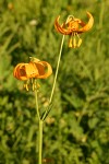 Wiggins Lily blossoms