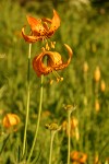 Wiggins Lily blossoms