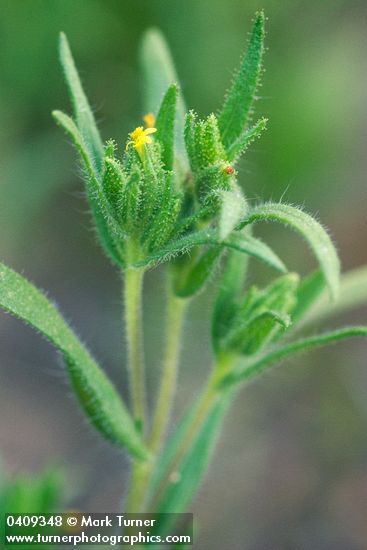 Madia glomerata