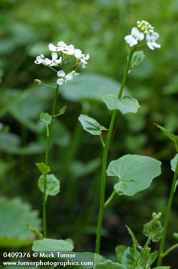 Lyall's Bittercress