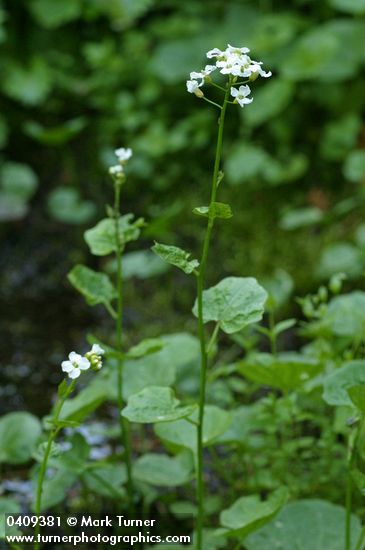 Lyall's Bittercress