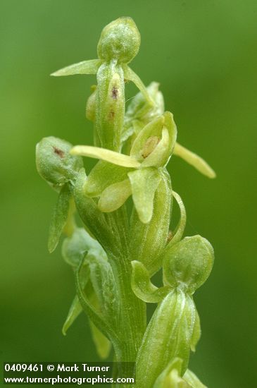 Platanthera stricta