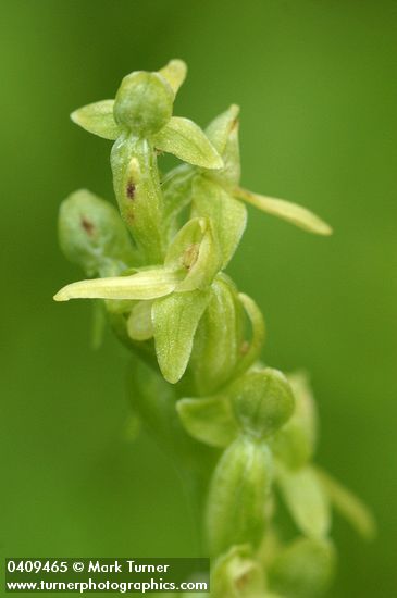 Platanthera stricta