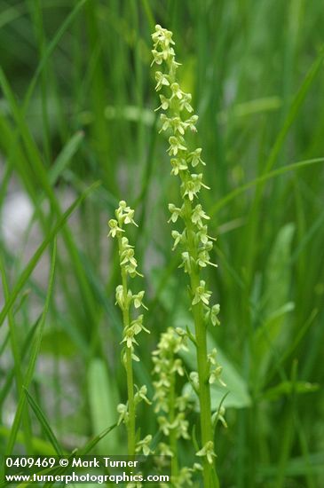 Platanthera stricta