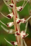 Candystick blossoms detail