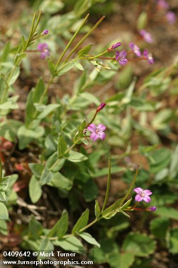 Oregon Willowherb