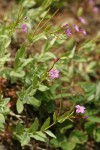 Oregon Willowherb