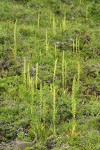 Short-spurred Rein Orchids