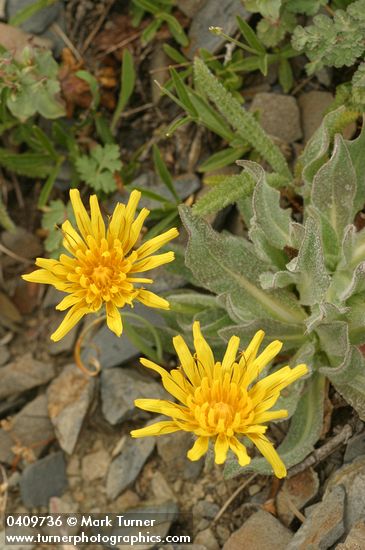 Smooth Mountain Dandelion