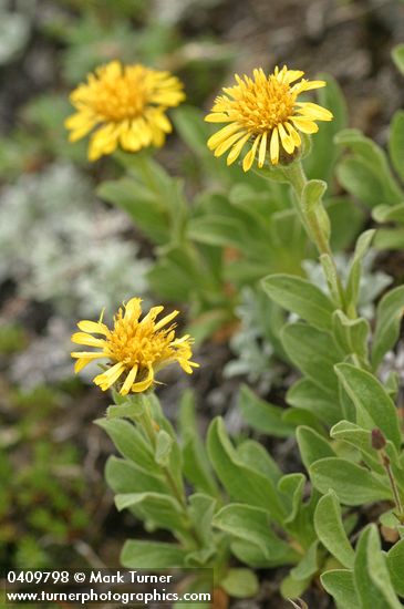 Lyall's Goldenweed
