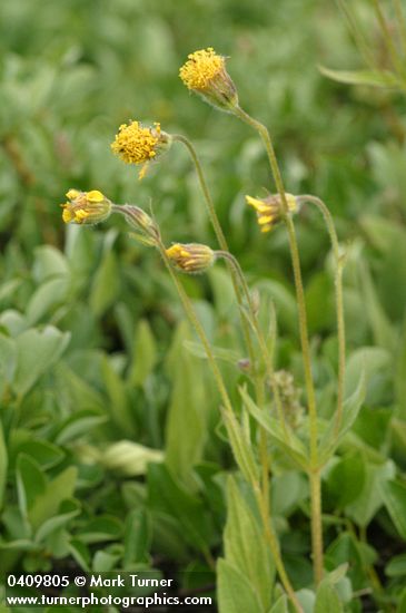 Nodding Arnica