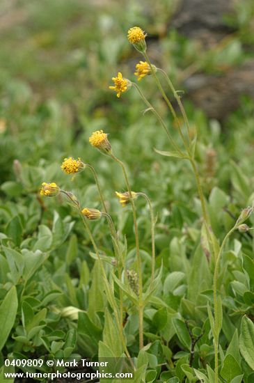 Nodding Arnica