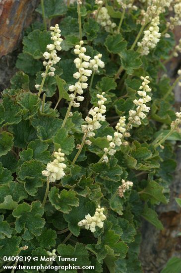 Elmera racemosa