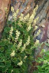 Yellow Coralbells