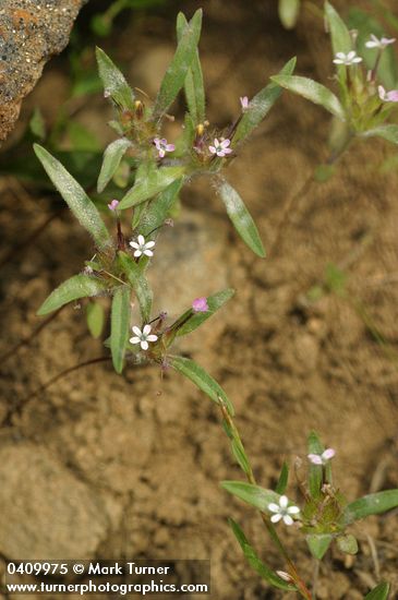 Yellow-staining Collomia