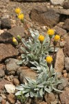 Silky Raillardella