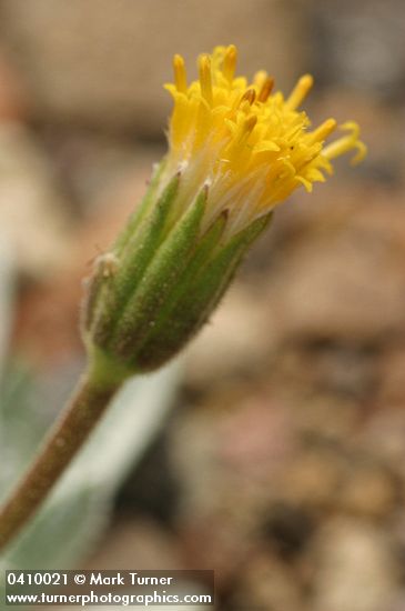 Silky Raillardella blossom detail